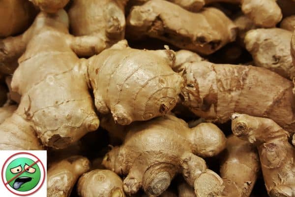 ginger is a natural hangover cure
